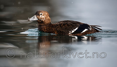 BB 12 0368 / Polysticta stelleri / Stellerand